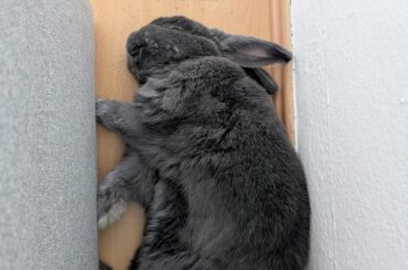 Certified Napper