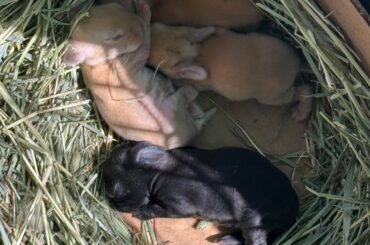 6 day old babies.