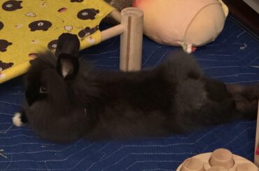 Fluffy butt
