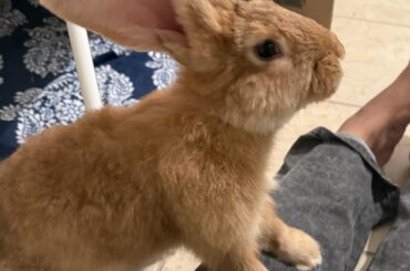 introducing baby G aka Moose