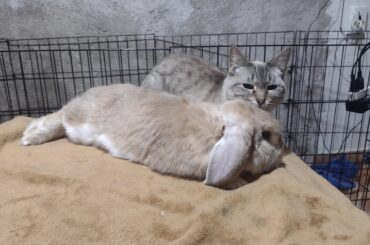 My little Lechuga cuddling with her sister Blondie