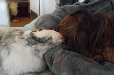 Afternoon nap