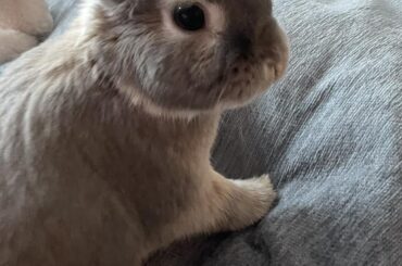 My rabbit doesn’t eat hay no matter what I try - PLEASE HELP!