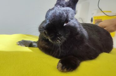 Fang has a new nickname at the vets - "Luchadora"!