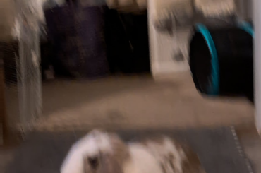 Noodle is the epitome of a Floppity Loppity