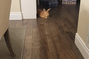 Does anyone else's rabbit shake like this?