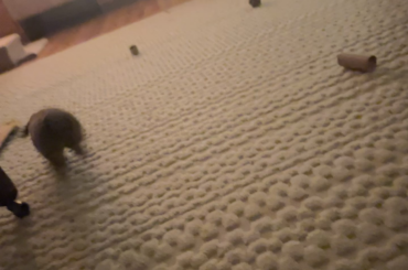 Pre bedtime zooms
