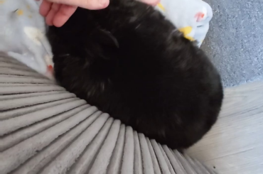 When a half an hour of petting just isn't enough.