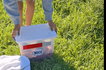 Orphaned Wild Rabbit Raised, Rehabilitated, and Released by Northern Colorado Wildlife Center