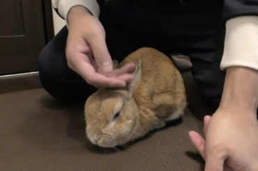 Senta likes to be petted but doesn't like to be petted. Only when I have snacks I can hold him. 😂