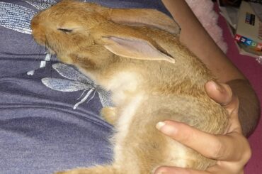 Bunny flopped asleep on me
