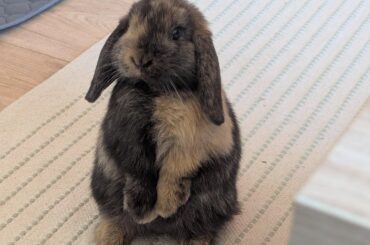 How do I stop my bunny from nibling/biting when he licks me?