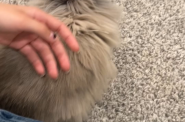 Is this the behavior of a bunny that likes me? I cant tell!