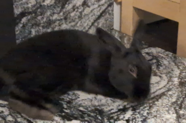 He usually does 4-5 barrel rolls one after the other. I'll catch it on camera one day!