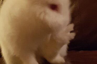 Bunny Peace !