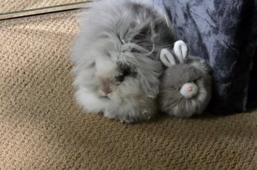 I found Dusty 2 in a gift shop 🥺