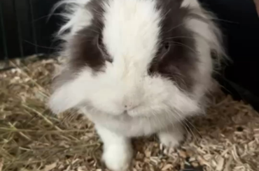 Rabbit is shivering. Feels like it hurts when touched. Doctor says it might be a cold and she gets antiobiotics and a immune shot. I feel scared