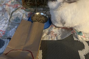 I need bunny to chew this bag for my art class. But she’s not chewing it. How do I get her to chew the paper bag?