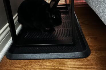 I know NOW that my Spooky is the pet my husband and I will always talk about as the “one.”