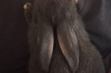 Flemish Giant babies- one month old.