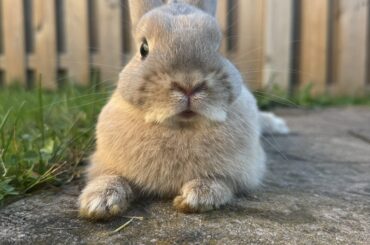 My little floof ball Chip ☺️