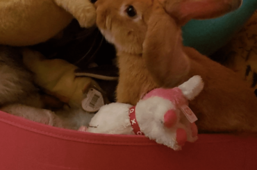 fav picture of my bunny