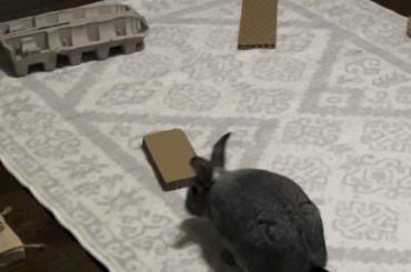 Binky Bun