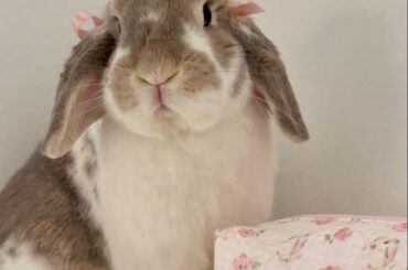 Greta Falcone-Vitiello