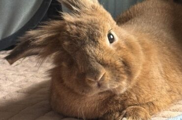 Head tilt
