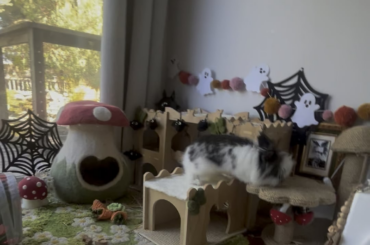 tricks & treats & happy October from Sir Stanley’s Haunted Burrow!