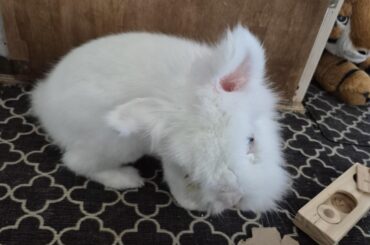 My bunny wont drink water