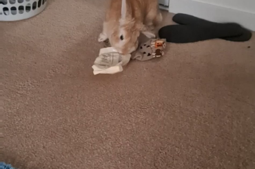 "There MUST be treats in here, I'm sure of it!"
