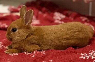 Czech national breed “Czech red” aka Thrianta