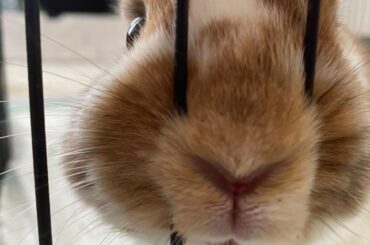 Please help bail my floof Max out of jail 😔