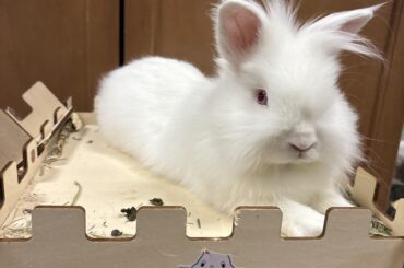 This is the face of a bunny that squeezed behind the mini fridge, chomped through the cable protector and the power cable, and lived to tell the tale.