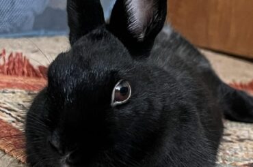 Missing my baby bunny