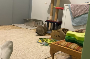 Can an expert tell me why she insists on boosting around the room when the end goal was to snuggle? I love the binkies I just wanna know the science behind it lol