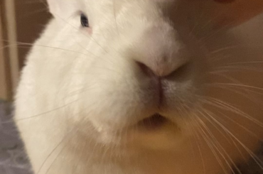 Rabbit.exe has stopped working