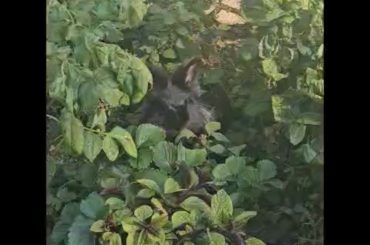 Licorice eating strawberry leaves Surrounded by garden
