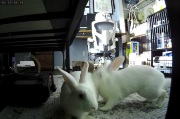 The bunny cam was a great investment