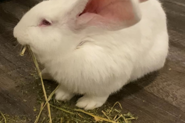 Okay for baby giant to just eat hay?