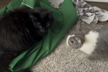 My bunny has no fear! First meet with my cat.
