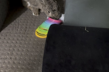 Her favourite toy is the slinky 😎