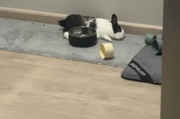 Being cute is so tiring😴