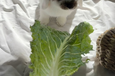 Miso enjoying Romain lettuce as big as he