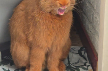 Lil man did a big yawn