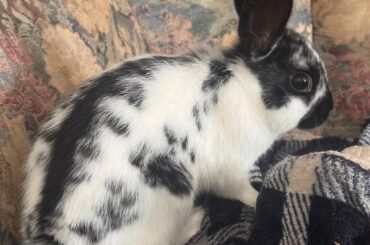My First Bun