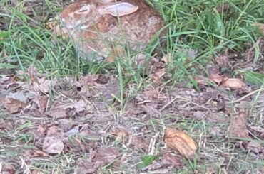 Lazy bunny