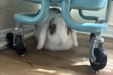 Bunny Acting Out