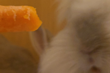 Carrot time